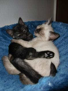 2 Devon Rex-Hl. Birma-Mix Kater, black-smoke und seal-point blaue Augen