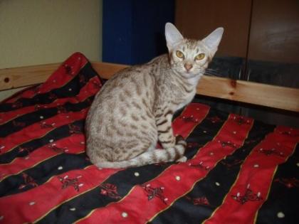 Wir geben unsere Brighty, cinnamon silver spotted Ocicat, ab