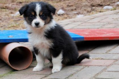 Süße Australian Shepherd Welpen