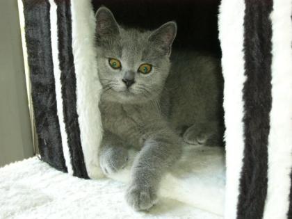 ACHTUNG SÜSSE KARTÄUSER KITTEN ABZUGEBEN