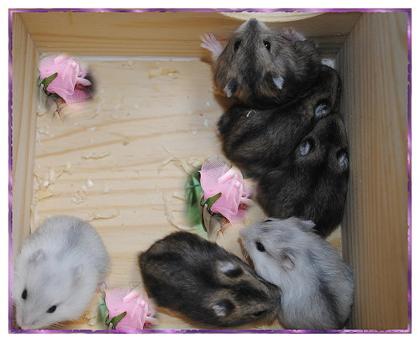 Bildschöne zahme Hamsterbabys zum verlieben