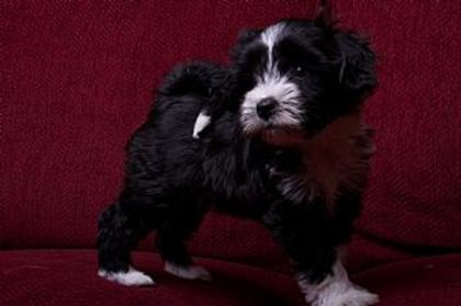 Tibet Terrier Welpen