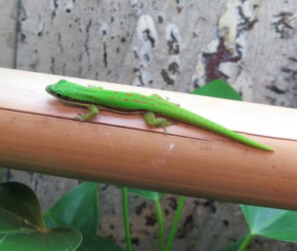 Schwarzstreifen Taggecko Phelsuma nigristriata