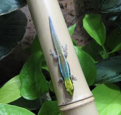 Blauer Bambus Taggecko Phelsuma klemmeri