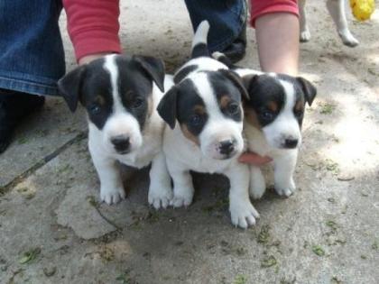 Süße, lebhafte Jack Russell Terrier Welpen abzugeben