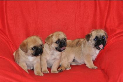 Gesunde und Reinrassigen Mops Welpen