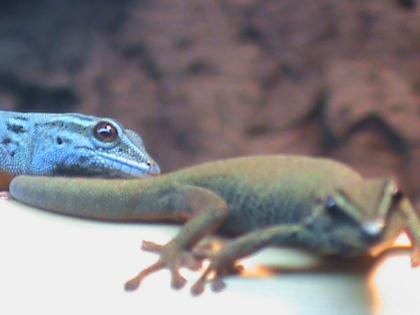 Lygodactylus williamsi