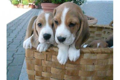 Beagle-Welpen in Lang und Kurzhaar VDH/ FCI