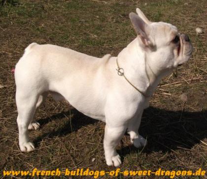 Traum in CREME Deckrüde Französische Bulldogge/ French Bulldog/ Bully