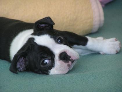 Süßer Boston Terrier welpen