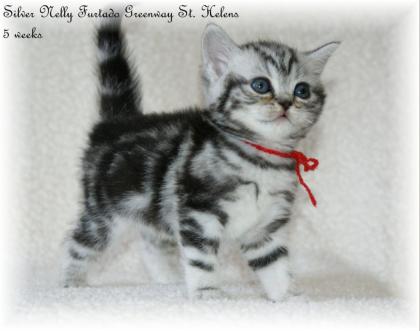 STOP ich brauche dich doch. Katze in black-silver-tabby-classic