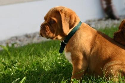 Süße Bordeaux Doggen Welpen