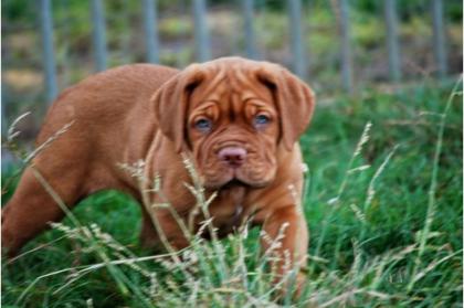 Sehr typvolle Bordeauxdoggen - Welpen