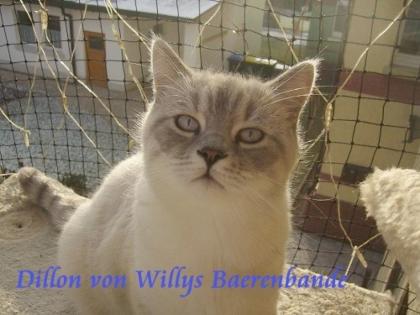 Zwei wundervolle Colorpoint Kater