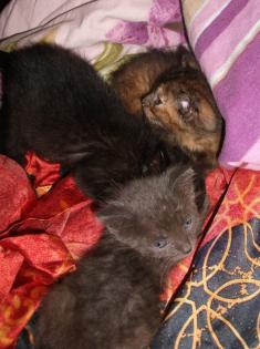 Katzenbabys suchen liebevolles Zuhause.