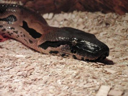 Nördliche Madagaskarboa acrantophis madagascariensis Boa Zuchtgruppe 1, 2