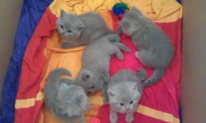 Britisch Kurzhaar BKH Kitten