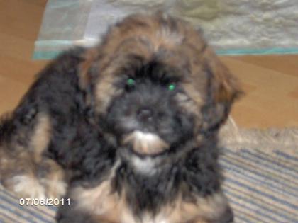 Süßes kleines Shih-tzu mix Welpen Mädel sucht noch ein Zuhause