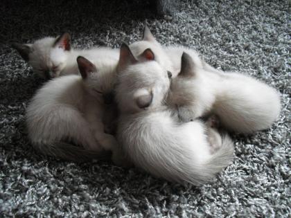 Siamkitten zu verkaufen noch 2 Jungen frei