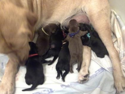 Labrador / Australian Shepherd Mix Welpen