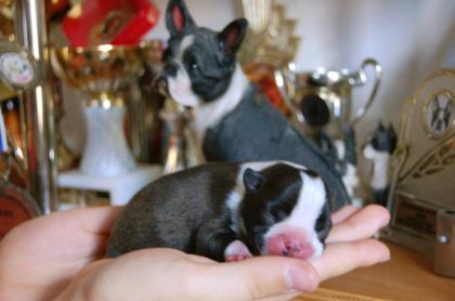 BOSTON TERRIER WELPEN CBD/FCI zu Verkaufen mit Stammbaum