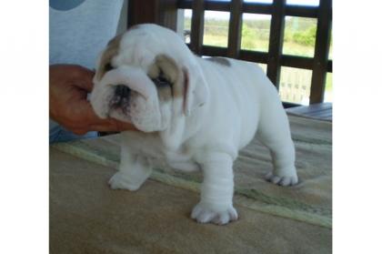 Englisch Bulldog Welpen mit FCI Stammbaum
