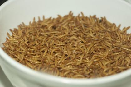 Mehlkäferlarven 3 Kg günstig abzugeben
