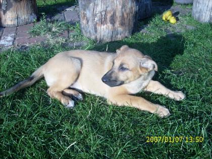 Malinois. mix Welpen