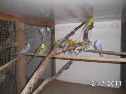 Verschiedene Vögel aus eigener Zucht