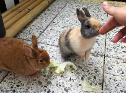 Süsse Zwergkaninchen Familie