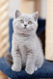 SUPER BRITISH KITTENS