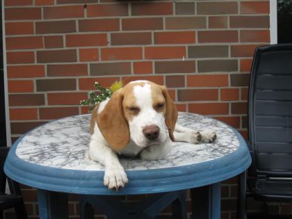 10 Monate alter, sehr lieber Beagle zu verkaufen