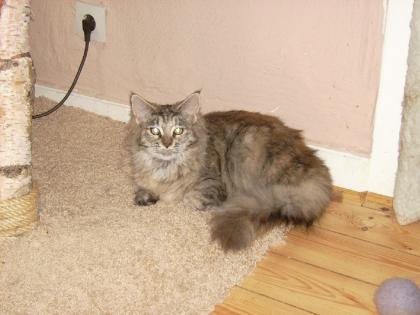 2 Maine Coon Mädchen 15 Monate und 7 Monate abzugeben
