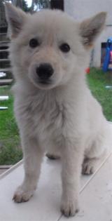 Reinrassige weisse Schäferhundwelpen, weisser Schäferhund / Schäferhündin