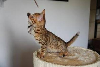 Bengal Kater zu vergeben