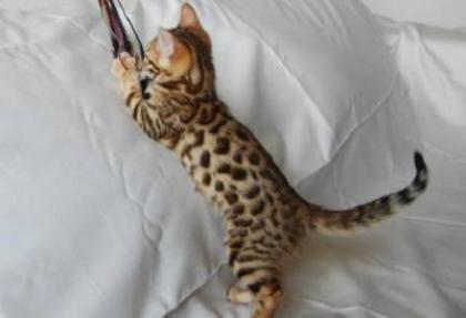 Bengal Mädchen zu vergeben