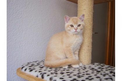 Süßer BKH Kater 13 Wochen alt in der Farbe Creme
