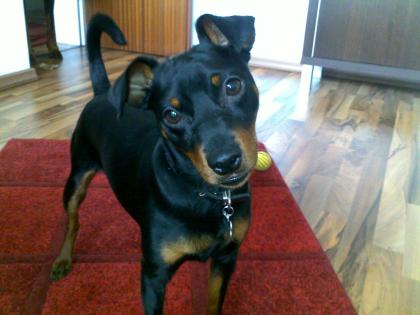Zwergpinscher-Deckrüde bildschön u. kräftig kein Verkauf