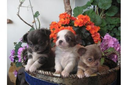 MINI Chihuahua Welpen in Lang Kurzhaar