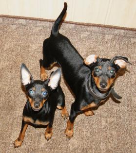 Reinrassige Zwergpinscher aber ohne Papiere
