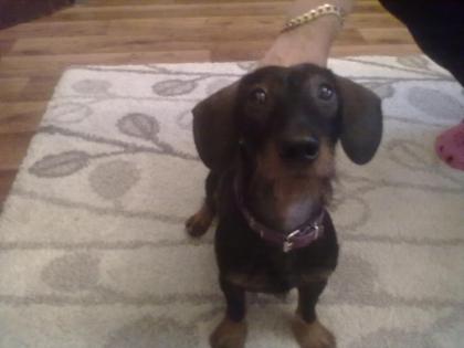 Suche Deck-Hündin für meinen Zwerg Dachshund