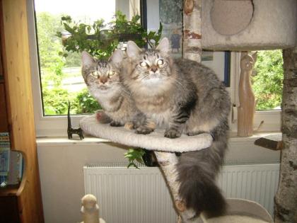2 Main Coon Damen fast ein Jahr alt