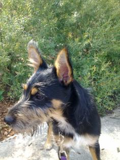 Süßer Jackrusselmix-Rüde aus Zeitmangel in liebevolle Hände abzugeben