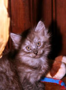 Verkaufen Norwegische Waldkatzen Babys - Kitten