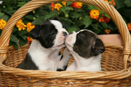 Boston Terrier Welpen zu verkaufen