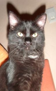 Schmusekater Ginga sucht ein neues zu Hause