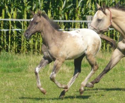 Grullo Hengstfohlen mit top Stammbaum zu verkaufen