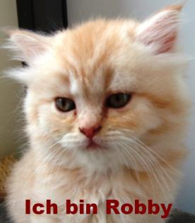Perser-Türkisch-Van Katerchen sofort an liebevolle Pflegeeltern abzugeben