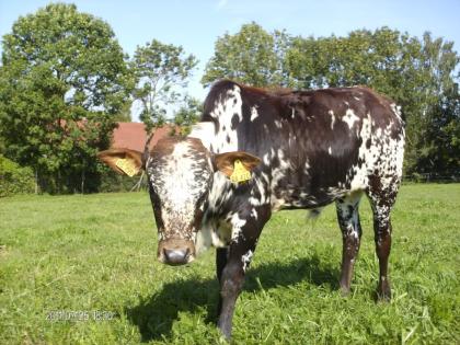 Zwerg Zebu Kuhkalb und Bullenkalb