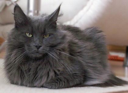 Maine Coon Katze bleu zu vergeben